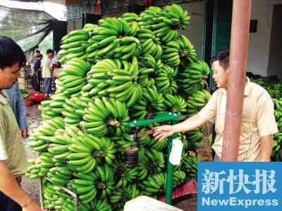 The rumor that bananas cause cancer caused farmers in Guangdong, Qiong and Banana to lose 700 million yuan.